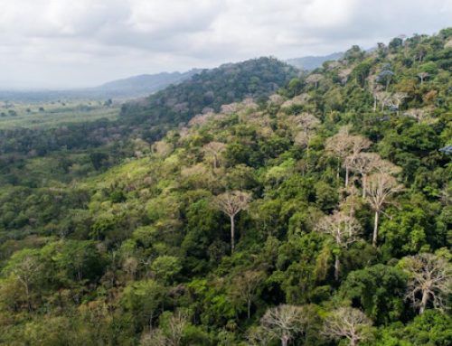 MiAMBIENTE suspende por cinco años permisos de ‘aprovechamiento forestal’