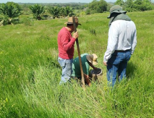 Técnicos del MIDA evalúan terreno para producción de café robusta en Capira