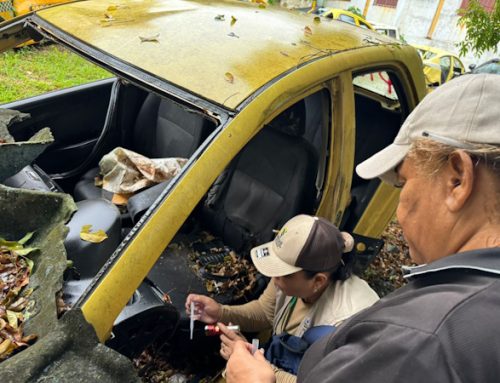 Autoridades de Salud reiteran no bajar la guardia ante los criaderos de mosquitos