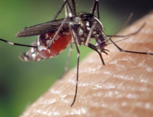 Panamá no registra casos de Zika, Chikungunya, Hantavirus, Gusano Barrenador en Humanos y Leptospirosis en lo que va del 2025