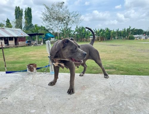 DALA BLUE, la pitbull rescatada por SENAFRONT que busca un hogar