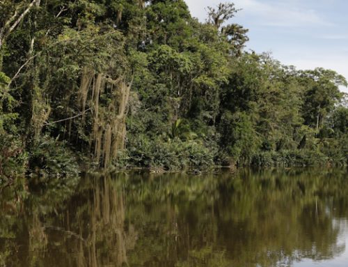 Conoce la importancia de los Humedales