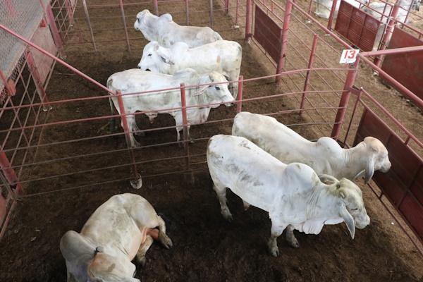 MIDA VIGILANCIA SANITARIA 3