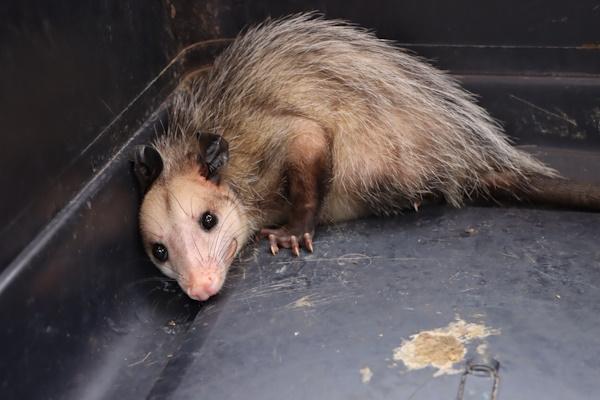 RESCATE MIAMBIENTE 3