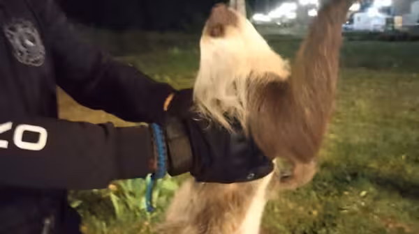 En Panamá, los Bomberos han efectuado 702 rescates de animales en lo que va este año