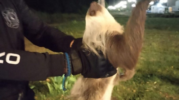 En Panamá, los Bomberos han efectuado 702 rescates de animales en lo que va este año