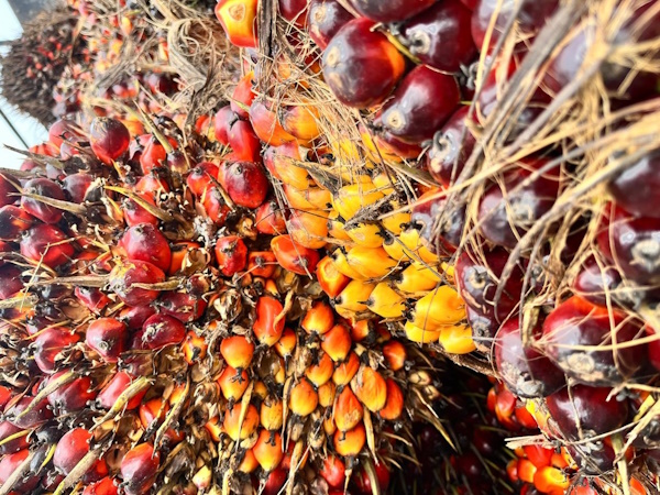 Especialistas del MIDA en Chiriquí, capacitan a productores de palma aceitera en uso correcto de plaguicidas