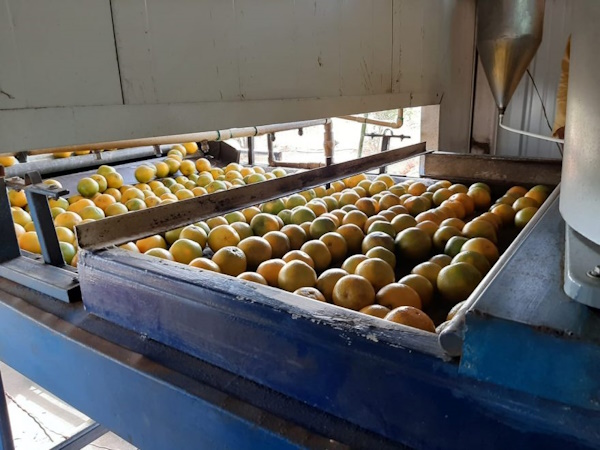 MIDA realiza jornada de capacitación a productores coclesanos para combatir enfermedades en cítricos