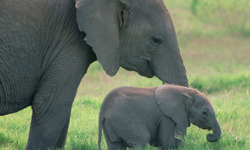 Elefantes_Paseando-1024×768-850694