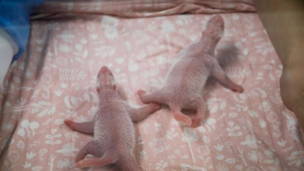 pandas-k6sC–1240×698@abc