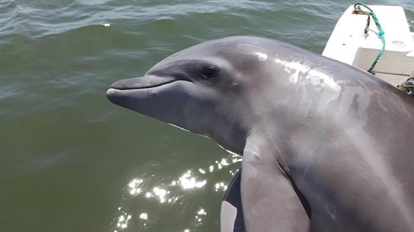 Rescatan a un delfín malherido y atrapado en redes de pesca en Ecuador