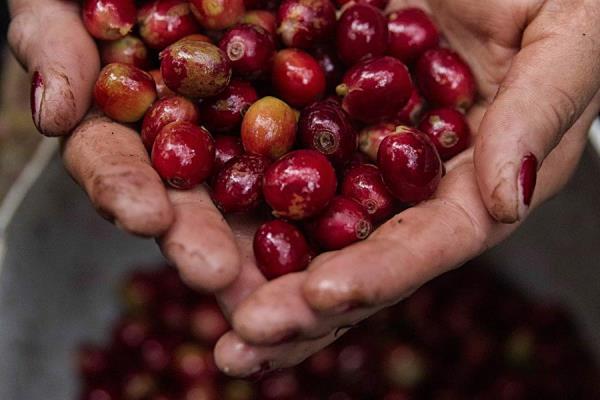 Exportaciones hondureñas de café bajan un 6 % en seis meses de cosecha 2020-2021