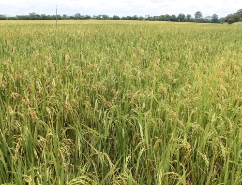 MIDA impulsa modernización del cultivo de arroz para aumentar rendimientos y reducir costos en Panamá