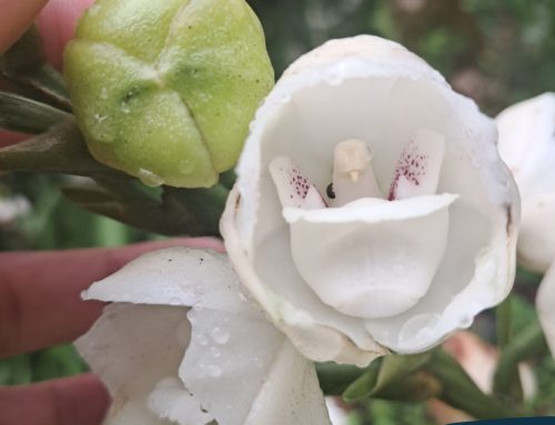 “Raíces” presente en el Festival Nacional de la Flor del Espíritu Santo