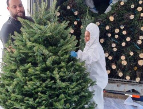 Llegada de arbolitos de navidad a Panamá: Más de 70 contenedores en camino