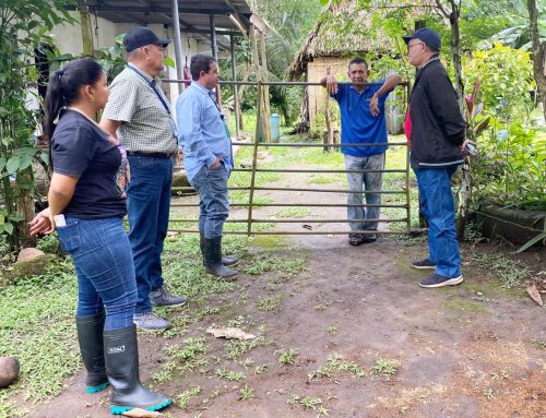 Director regional del MIDA realiza recorrido por Chiriquí Viejo y Nuevo México para evaluar cultivos