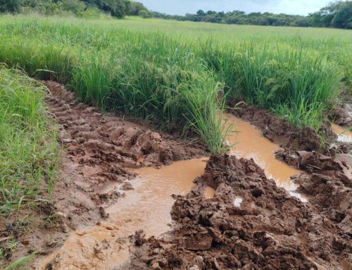 MIDA Anuncia Balance Preliminar de Afectaciones Agrícolas por Mal Tiempo en Panamá