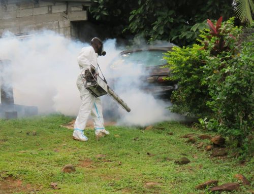 Informe Epidemiológico Semanal: Aumento de casos de dengue en Panamá