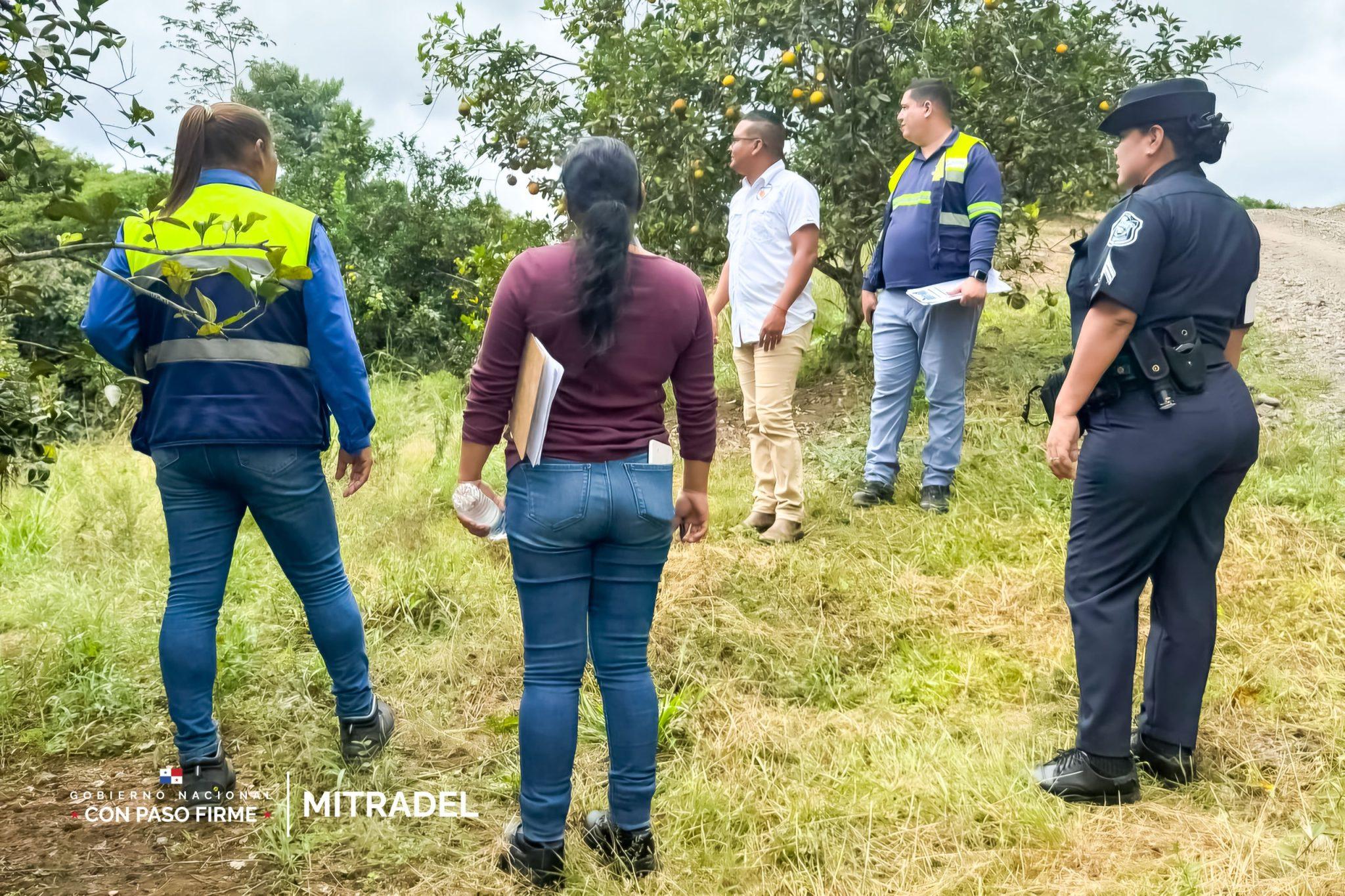 Operativo del Mitradel verifica protección de menores en fincas de cítricos en Penonomé