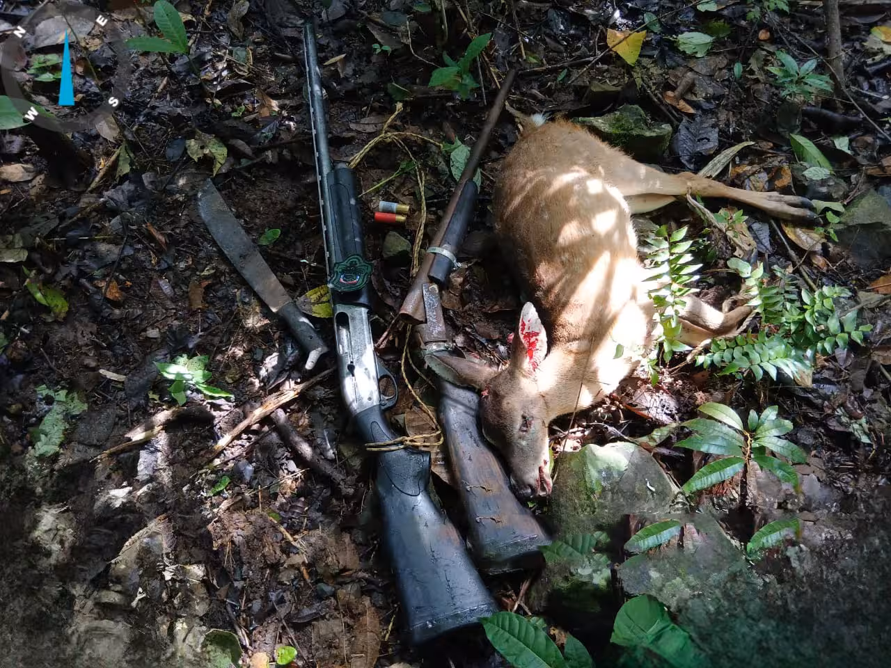 Venado decomisado junto a escopetas por autoridades de MiAmbiente