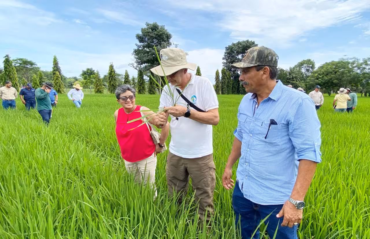 Panamá impulsa arroz sostenible con expertos del FLAR