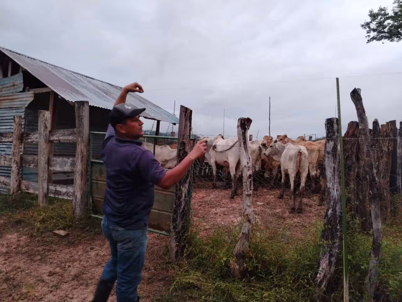 La rabia paralítica bovina es una enfermedad viral e infectocontagiosa que se transmite mediante la mordedura de animales hematófagos, como murciélagos, que se alimentan de la sangre de otros seres vivos, incluyendo a los humanos.