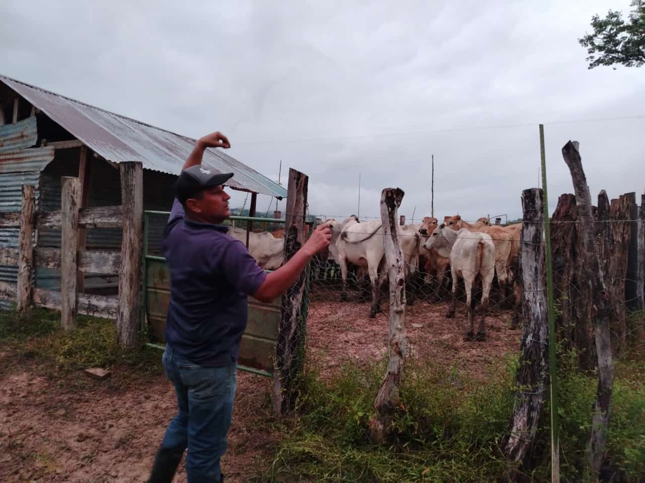 La rabia paralítica bovina es una enfermedad viral e infectocontagiosa que se transmite mediante la mordedura de animales hematófagos, como murciélagos, que se alimentan de la sangre de otros seres vivos, incluyendo a los humanos.