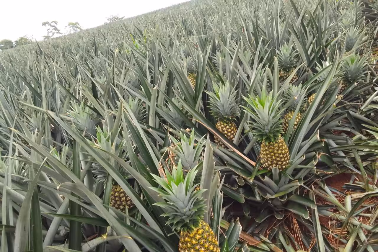 Economía panameña acumula 4.67% en 2025.