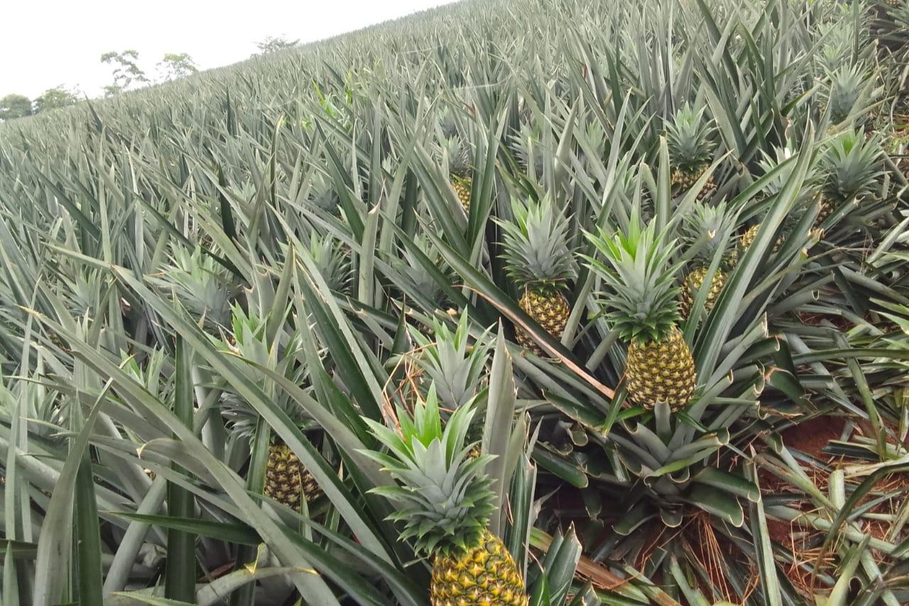 Economía panameña acumula 4.67% en 2025.