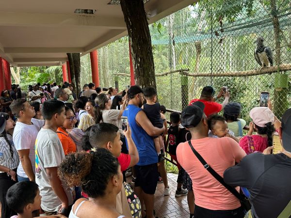 Miles de personas le cantaron "cumpleaños Feliz" al Águila Harpía, Panamá.