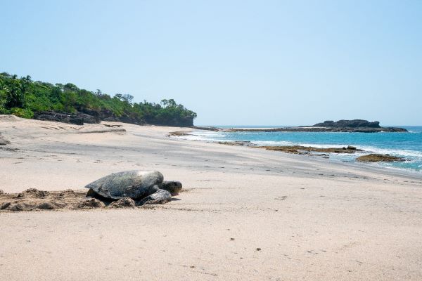 refugio de vida silvestre protege las tortugas marinas.