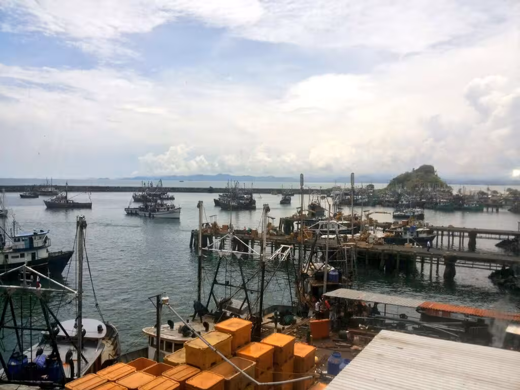 inicia segundo veda del camarón en Panamá