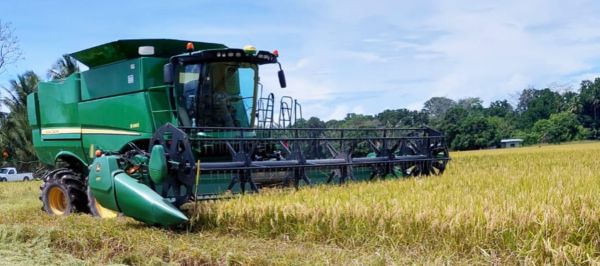 Durante el Consejo de Gabinete Ampliado en Santiago, el presidente José Raúl Mulino atendió la solicitud del sector arrocero y ordenó gestionar la llegada de semilla certificada desde Colombia. La medida busca proteger la producción nacional y apoyar a los agricultores afectados por bacterias en la semilla local.