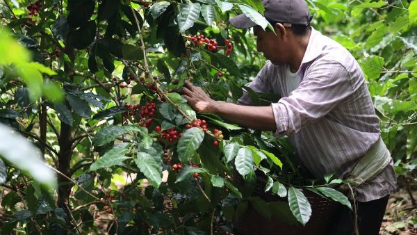 El lujo y la extravagancia de Dubái alcanzan un nuevo nivel con el lanzamiento del café más caro del mundo, valorado en casi 1.000 dólares por taza. La exclusiva bebida se elabora con los codiciados granos panameños “Nido 7 Geisha”, cultivados en la reconocida Hacienda La Esmeralda, cerca del volcán Barú, en Panamá.
