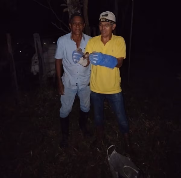 Como parte de los trabajos de vigilancia y control zoosanitario, personal del MIDA desarrolló una jornada de captura de hematófagos en el sector norte de la provincia de Veraguas.