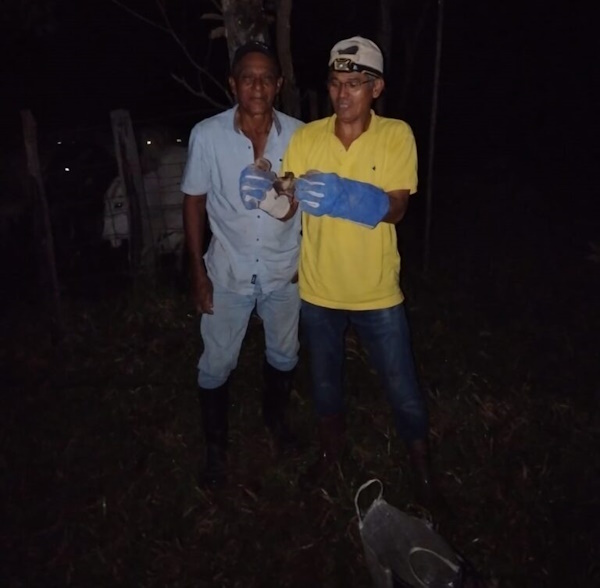 Como parte de los trabajos de vigilancia y control zoosanitario, personal del MIDA desarrolló una jornada de captura de hematófagos en el sector norte de la provincia de Veraguas.