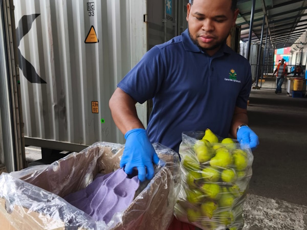 Cuarentena Agropecuaria del MIDA, desempeña un papel fundamental para el cumplimiento de las normas que regulan los procesos de importación, tránsito y exportación de productos y subproductos agropecuarios. Su tarea inicia con la tramitación de las licencias fitosanitarias y zoosanitarias, requisito esencial para garantizar el cumplimiento de los estándares de sanidad vegetal y salud animal.