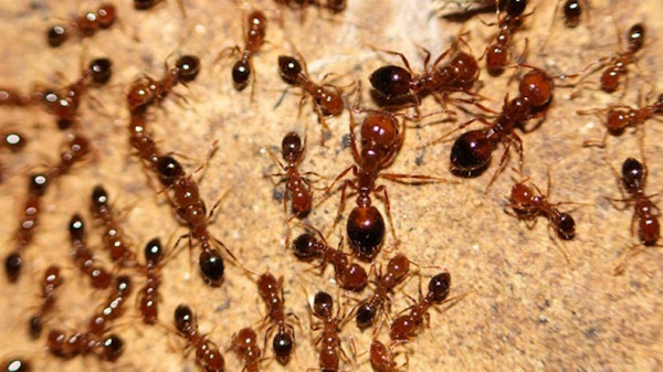 Autoridades japonesas encontraron en los últimos días más de 10.000 hormigas de fuego, una especie invasora y venenosa, en un barco de mercancías procedente de China, según informes del Ministerio de Medio Ambiente de Japón.