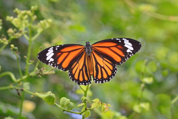 Exportación de mariposas genera millones al año.