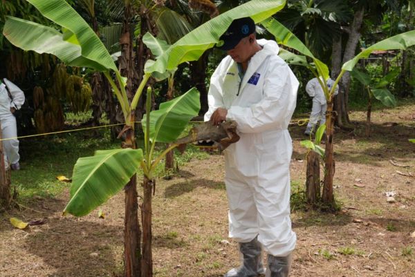 MIDA realiza simulacro en Darién por amenaza del hongo en banano.