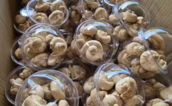 Muestran los tradicionales panecitos Querévalos Alanje.