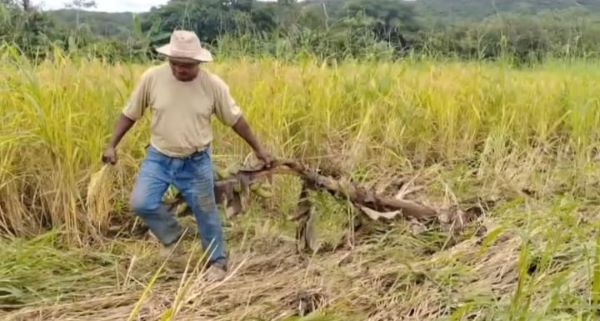 Productores afectados por lluvias en Veraguas.