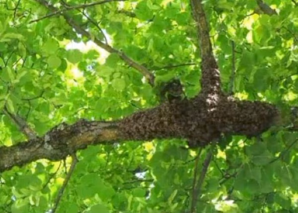 Abejas africanizadas atacan a perros y personas en Antón.