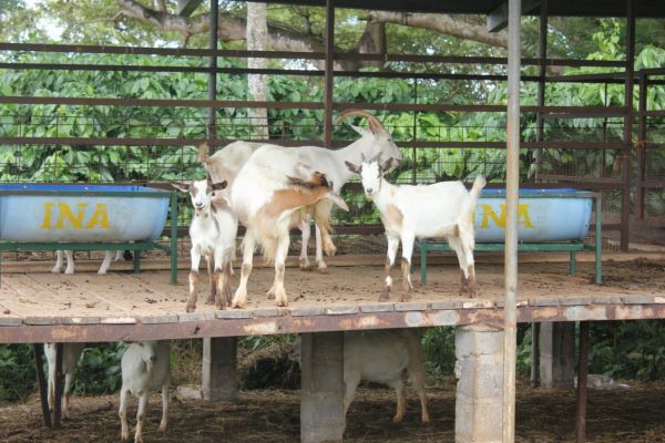 Agroturismo de desarrolla en Veraguas.