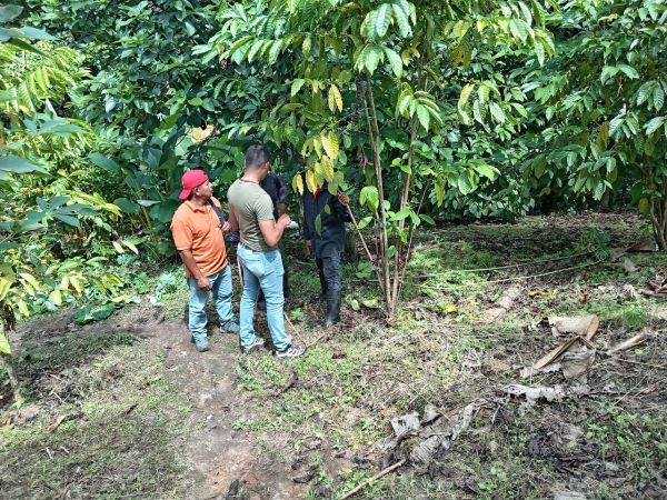 Funcionarios del Mida revisan plantaciones de café para descartar presencia de plaga.