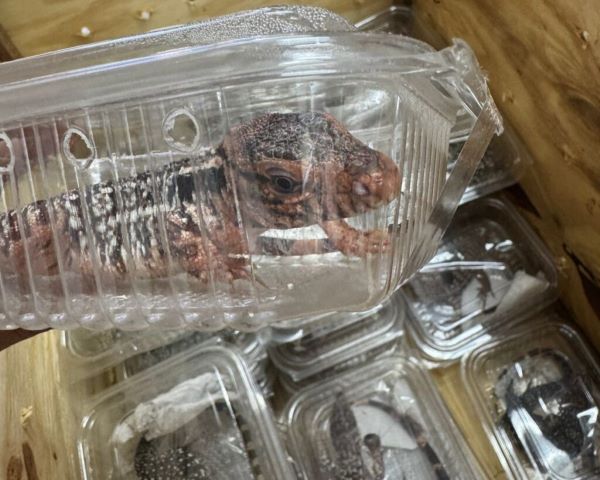 Importación reptiles Tegus argentinos a Panamá.