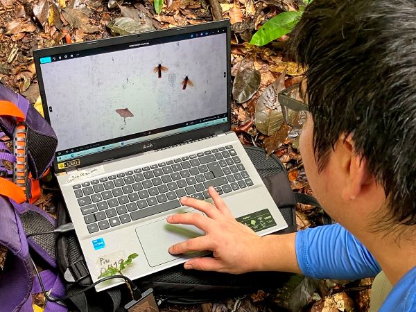 IA busca mejorar estudio de insectos en Panamá.