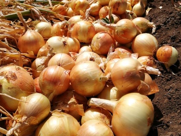 Sector cebollero recibe apoyo del MIDA E IDIAP.