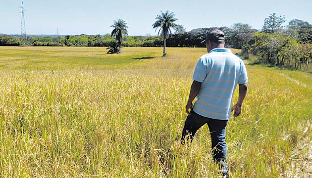 Arroceros preocupados por baja producción.