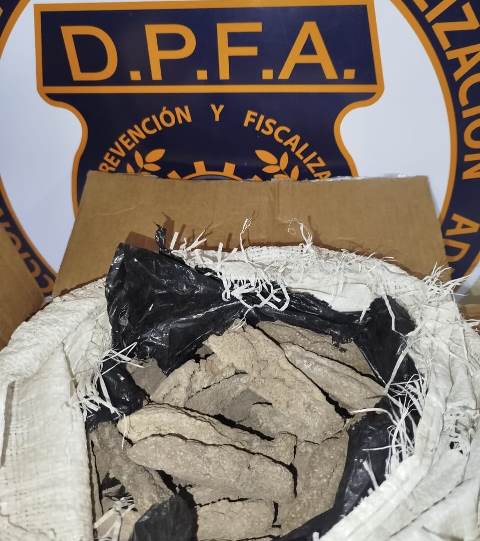 Pepinos de mar disecados retiene Aduanas tras operativo